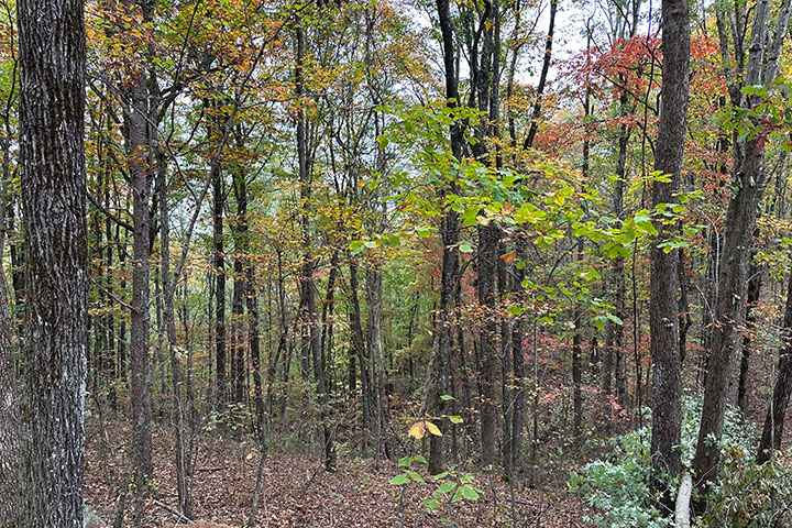 Camping Site 1